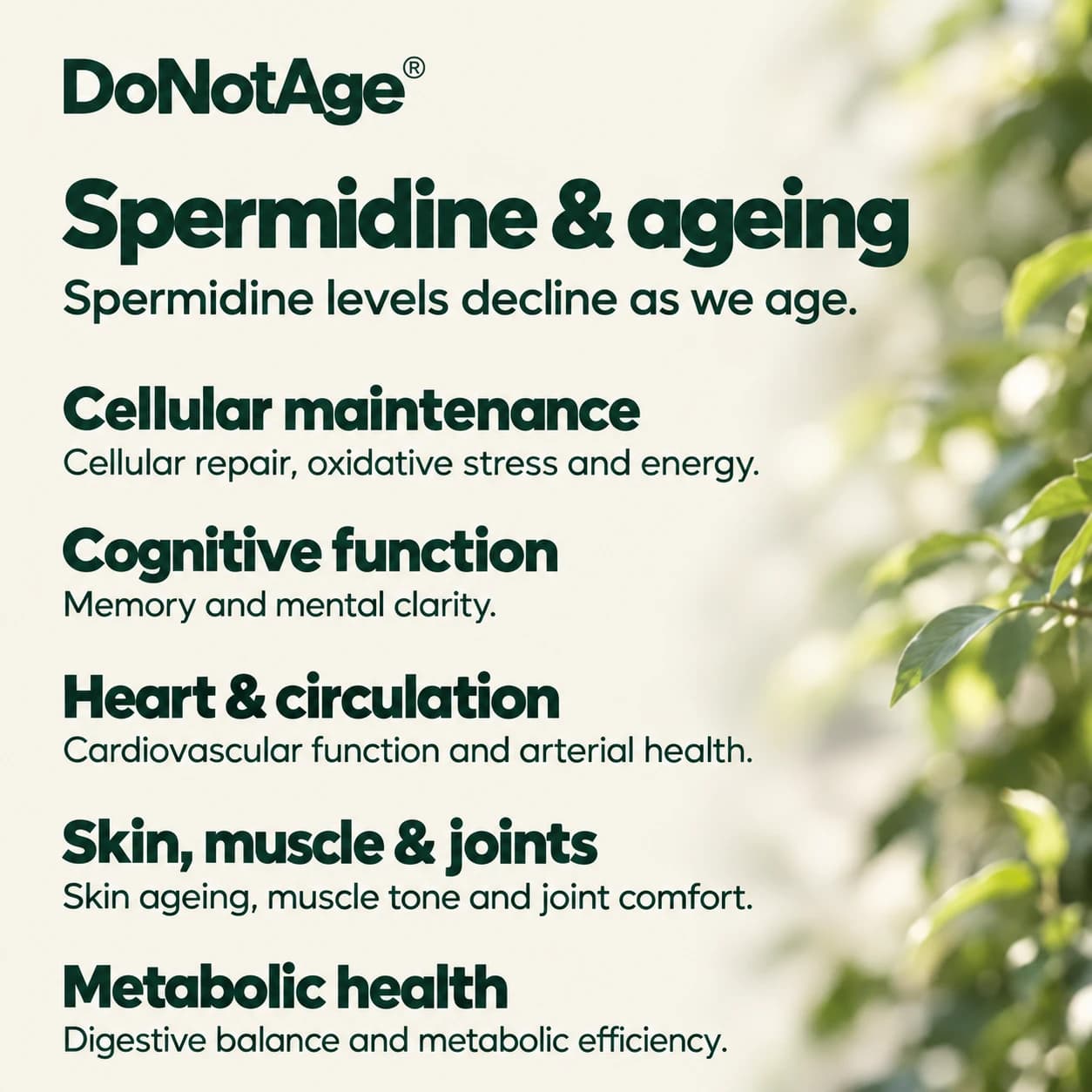 Pure Spermidine Supplement, View 3
