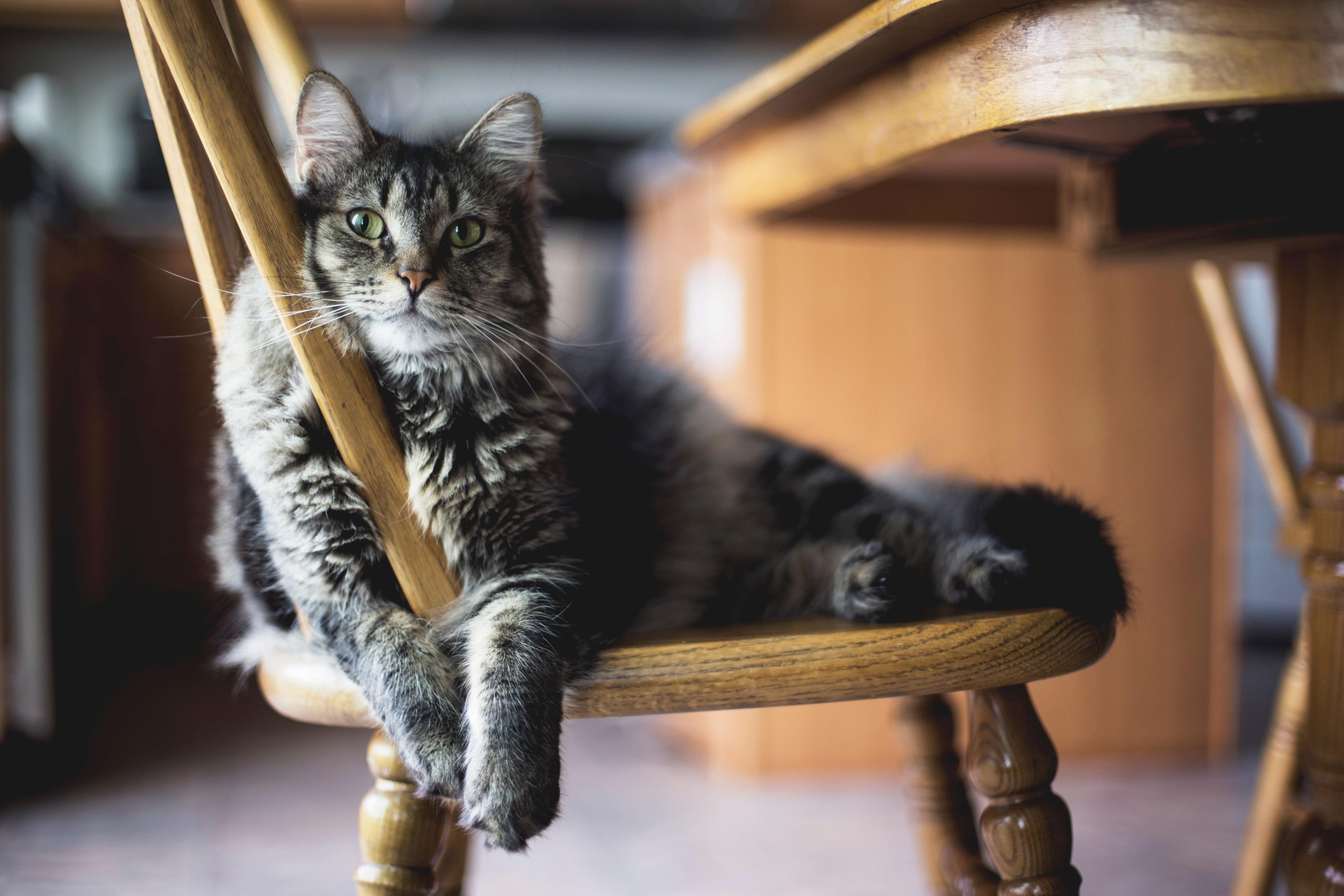 selective-focus-closeup-shot-gray-furry-tabby-cat-sitting-wooden-chair.jpg