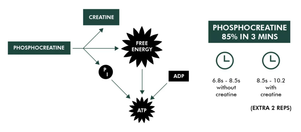 creatine-diagram-1000x438.webp